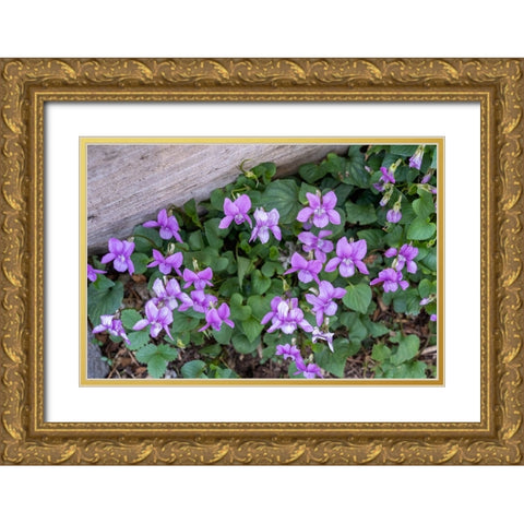 Issaquah-Washington State-USA Viola sororia or called Common Blue Violet Gold Ornate Wood Framed Art Print with Double Matting by Horton, Janet