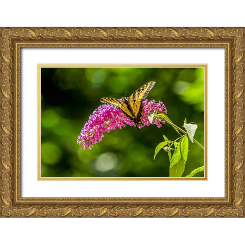 Issaquah-Washington State-USA Western Tiger Swallowtail butterfly Gold Ornate Wood Framed Art Print with Double Matting by Horton, Janet