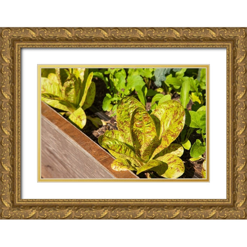 Issaquah-Washington State-USA Flashy Trouts Back Lettuce plants Gold Ornate Wood Framed Art Print with Double Matting by Horton, Janet