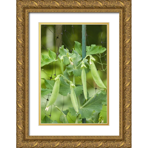 Issaquah-Washington State-USA Sugar snap peas growing on a netting trellis strung between poles Gold Ornate Wood Framed Art Print with Double Matting by Horton, Janet