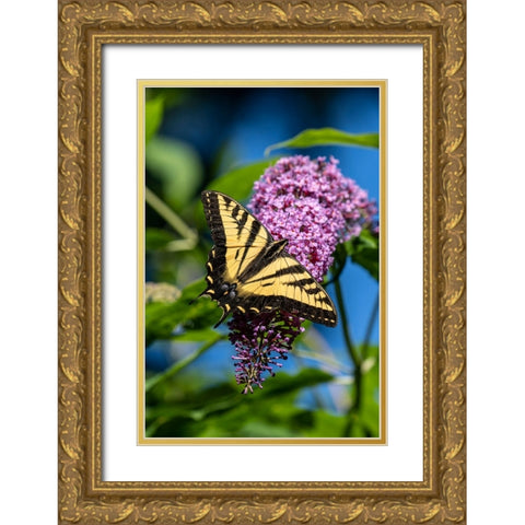 Issaquah-Washington State-USA Western Tiger Swallowtail butterfly pollinating a Butterfly Bush Gold Ornate Wood Framed Art Print with Double Matting by Horton, Janet