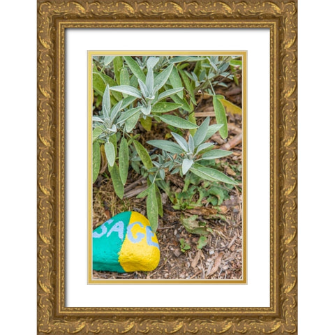 Issaquah-Washington State-USA Sage plant with a painted rock saying sage in an herb garden Gold Ornate Wood Framed Art Print with Double Matting by Horton, Janet