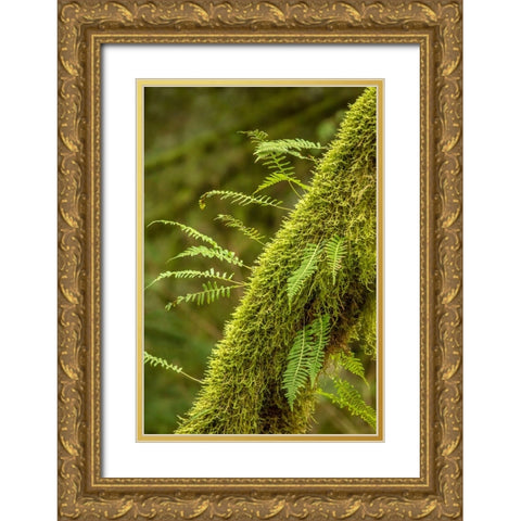 Hobart-Washington State-USA Moss-covered tree with licorice ferns growing out of it Gold Ornate Wood Framed Art Print with Double Matting by Horton, Janet