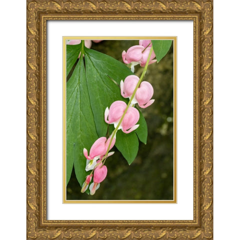 Issaquah-Washington State-USA Bleeding Heart (Lamprocapnos spectabilis) flowers Gold Ornate Wood Framed Art Print with Double Matting by Horton, Janet