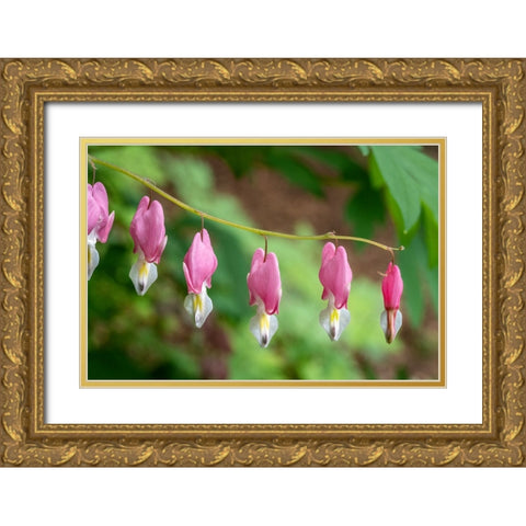 Issaquah-Washington State-USA Bleeding Heart (Lamprocapnos spectabilis) flowers Gold Ornate Wood Framed Art Print with Double Matting by Horton, Janet