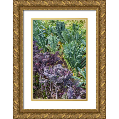Maple Valley-Washington State-USA Redbor and Dinosaur kale growing in a garden Gold Ornate Wood Framed Art Print with Double Matting by Horton, Janet