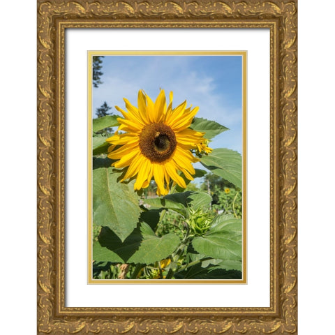 Issaquah-Washington State-USA Honeybee pollinating a sunflower on a sunny day Gold Ornate Wood Framed Art Print with Double Matting by Horton, Janet