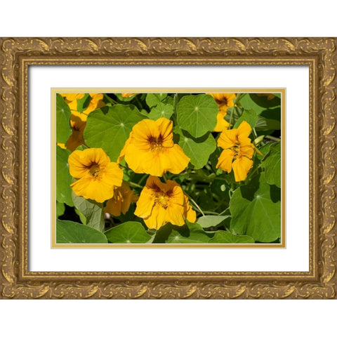 Issaquah-Washington State-USA Nasturtiums growing in and around a plant cage Gold Ornate Wood Framed Art Print with Double Matting by Horton, Janet