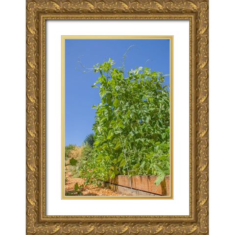 Bellevue-Washington State-USA Super Marconi pole beans growing on a trellis Gold Ornate Wood Framed Art Print with Double Matting by Horton, Janet