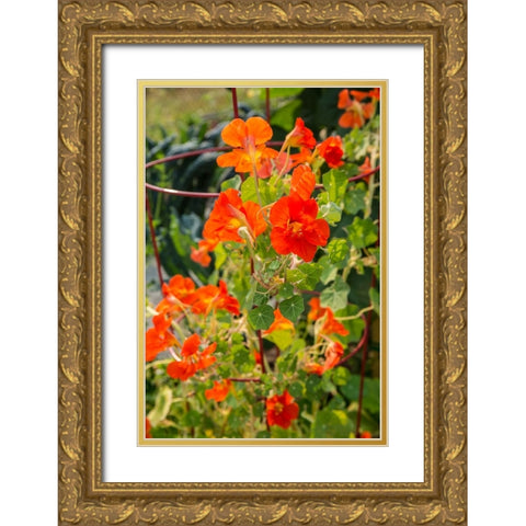 Issaquah-Washington State-USA Nasturtiums growing in and around a plant cage Gold Ornate Wood Framed Art Print with Double Matting by Horton, Janet