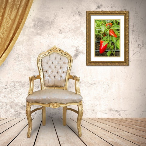 Issaquah-Washington State-USA Bellafina red sweet bell pepper plant growing Gold Ornate Wood Framed Art Print with Double Matting by Horton, Janet