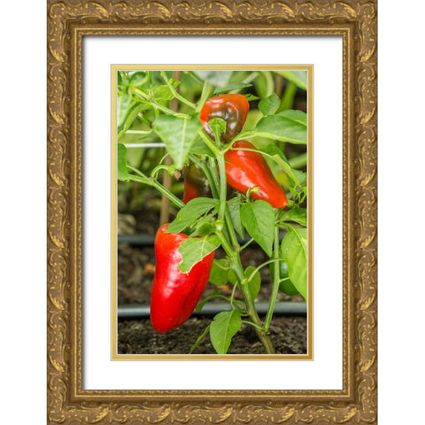 Issaquah-Washington State-USA Bellafina red sweet bell pepper plant growing Gold Ornate Wood Framed Art Print with Double Matting by Horton, Janet