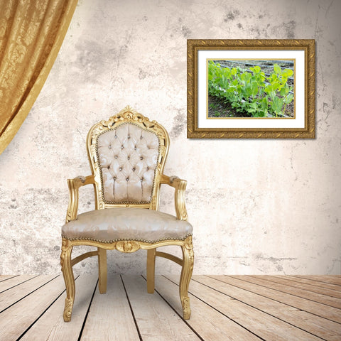 Issaquah-Washington State-USA Snap peas growing up a chicken wire trellis Gold Ornate Wood Framed Art Print with Double Matting by Horton, Janet