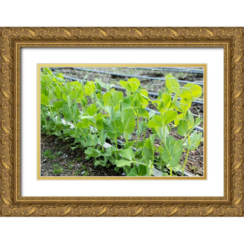 Issaquah-Washington State-USA Snap peas growing up a chicken wire trellis Gold Ornate Wood Framed Art Print with Double Matting by Horton, Janet
