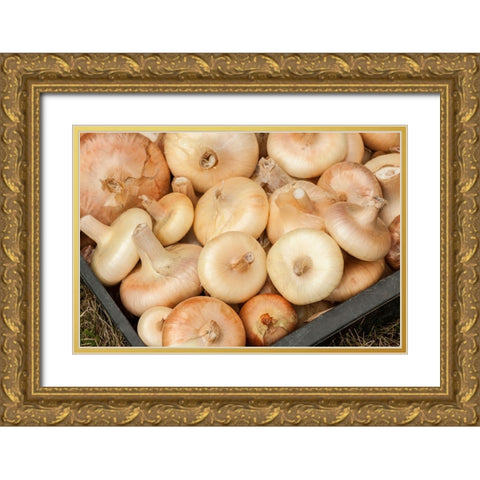 Carnation-Washington State-USA Freshly harvested Cipollini onions Gold Ornate Wood Framed Art Print with Double Matting by Horton, Janet