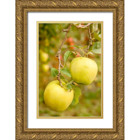 Wenatchee-Washington State-USA Golden Delicious Apples on the tree Gold Ornate Wood Framed Art Print with Double Matting by Horton, Janet