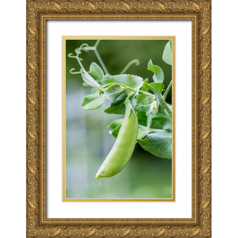 Issaquah-Washington State-USA Snow Pea plant growing in a garden Gold Ornate Wood Framed Art Print with Double Matting by Horton, Janet