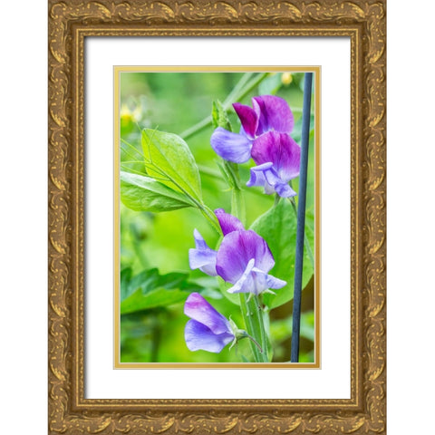 Issaquah-Washington State-USA Close-up of Sweet Peas in blossom Gold Ornate Wood Framed Art Print with Double Matting by Horton, Janet