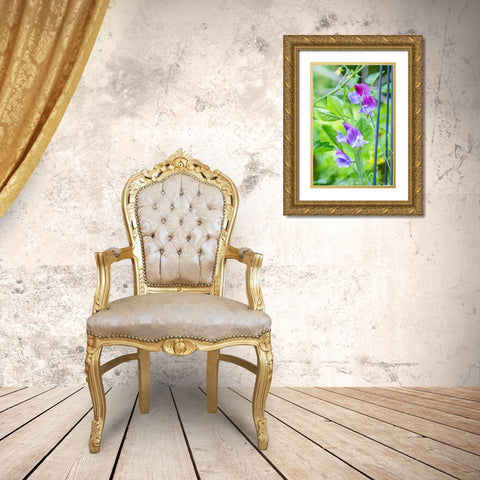 Issaquah-Washington State-USA Close-up of Sweet Peas in blossom Gold Ornate Wood Framed Art Print with Double Matting by Horton, Janet