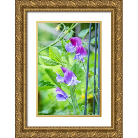 Issaquah-Washington State-USA Close-up of Sweet Peas in blossom Gold Ornate Wood Framed Art Print with Double Matting by Horton, Janet