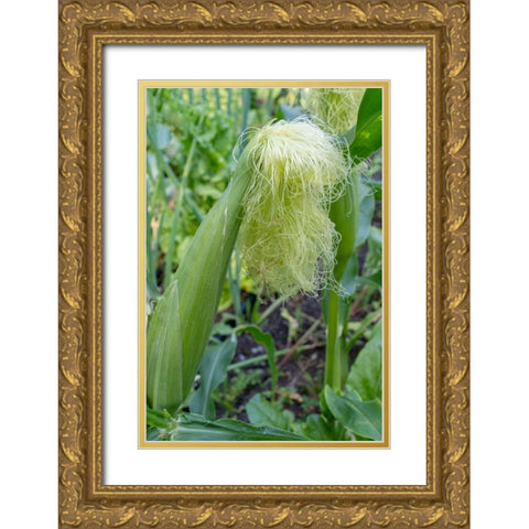 Issaquah-Washington State-USA Corn growing with a tassel Gold Ornate Wood Framed Art Print with Double Matting by Horton, Janet