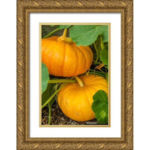 Issaquah-Washington State-USA Pumpkins ready to harvest Gold Ornate Wood Framed Art Print with Double Matting by Horton, Janet