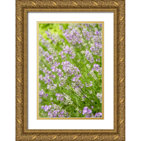 Issaquah-Washington State-USA Lavender plants in bloom Gold Ornate Wood Framed Art Print with Double Matting by Horton, Janet