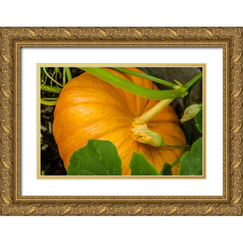 Issaquah-Washington State-USA Pumpkin ready to harvest Gold Ornate Wood Framed Art Print with Double Matting by Horton, Janet