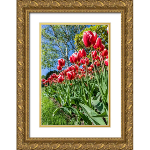 Mount Vernon-Washington State-USA Tulip garden Gold Ornate Wood Framed Art Print with Double Matting by Horton, Janet