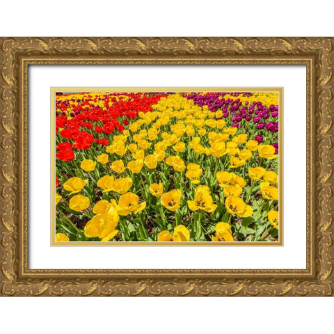 Mount Vernon-Washington State-USA Tulip garden Gold Ornate Wood Framed Art Print with Double Matting by Horton, Janet