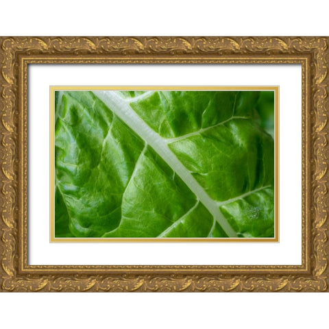 Issaquah- Washington State- USA. Close-up of Fordhook giant Swiss chard leaf Gold Ornate Wood Framed Art Print with Double Matting by Horton, Janet