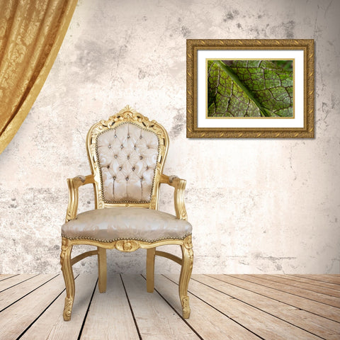 Issaquah- Washington State- USA. Close-up of a mustard greens leaf Gold Ornate Wood Framed Art Print with Double Matting by Horton, Janet