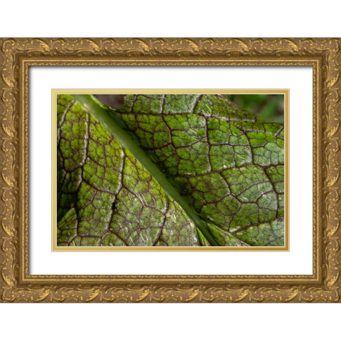 Issaquah- Washington State- USA. Close-up of a mustard greens leaf Gold Ornate Wood Framed Art Print with Double Matting by Horton, Janet