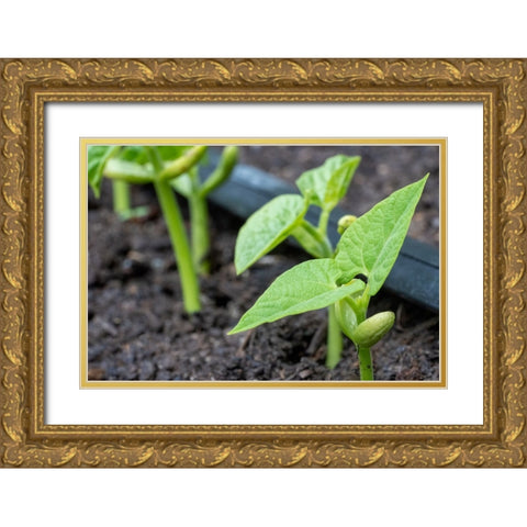 Issaquah- Washington State- USA. Malibu pole bean plants grown from seed- having just emerged. Gold Ornate Wood Framed Art Print with Double Matting by Horton, Janet