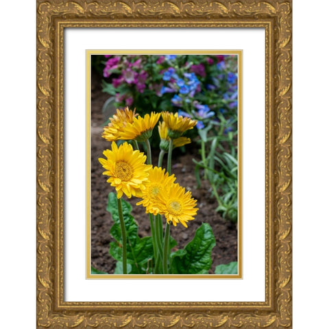 Issaquah- Washington State- USA. Garvinea Sweet Smile Gerber Daisies (yellow flowers). Gold Ornate Wood Framed Art Print with Double Matting by Horton, Janet