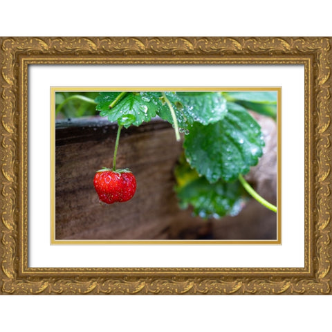 Issaquah- Washington State- USA. Ripe strawberry- with raindrops- ready to harvest. Gold Ornate Wood Framed Art Print with Double Matting by Horton, Janet