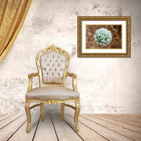 Issaquah- Washington State- USA. Onion plant bolting- or gone to seed. Gold Ornate Wood Framed Art Print with Double Matting by Horton, Janet