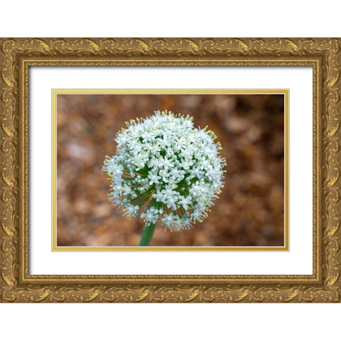 Issaquah- Washington State- USA. Onion plant bolting- or gone to seed. Gold Ornate Wood Framed Art Print with Double Matting by Horton, Janet