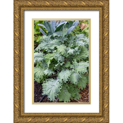 Issaquah- Washington State- USA. Red Russian kale plants in front and Dinosaur kale at the rear. Gold Ornate Wood Framed Art Print with Double Matting by Horton, Janet