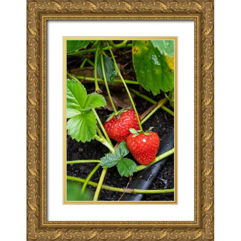 Issaquah- Washington State- USA. Ripe strawberries ready to harvest Gold Ornate Wood Framed Art Print with Double Matting by Horton, Janet