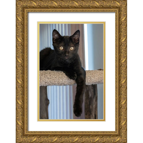 Two month old black kitten resting on a cat tower Gold Ornate Wood Framed Art Print with Double Matting by Horton, Janet
