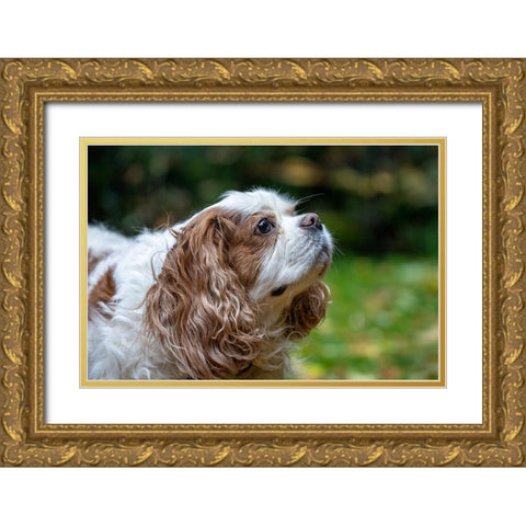 Issaquah- Washington State- USA. Elderly Cavalier King Charles Spaniel sniffing the air. Gold Ornate Wood Framed Art Print with Double Matting by Horton, Janet