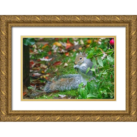 Issaquah- Washington State- USA. Western grey squirrel on the ground eating a nut Gold Ornate Wood Framed Art Print with Double Matting by Horton, Janet