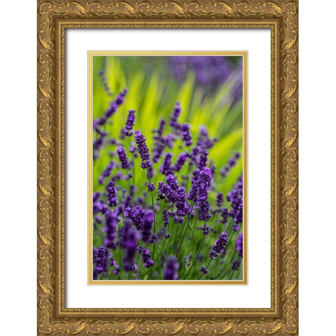 Sequim-Washington State-lavender field blooms Gold Ornate Wood Framed Art Print with Double Matting by Sienda, Jolly