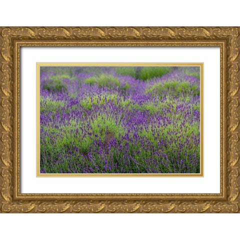 Bremerton-Washington State-lavender garden Gold Ornate Wood Framed Art Print with Double Matting by Sienda, Jolly