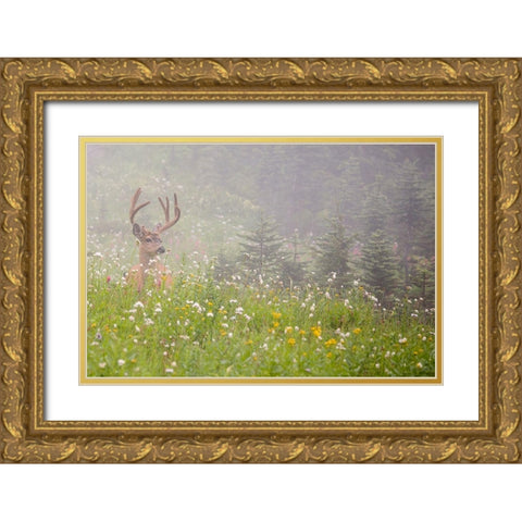 WA-Mount Rainier National Park-Black-tailed deer buck in wildflower meadow-Odocoileus hemionus Gold Ornate Wood Framed Art Print with Double Matting by Wild, Jamie and Judy