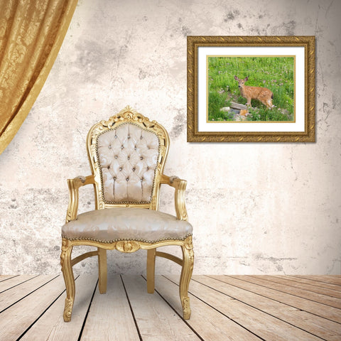WA-Mount Rainier National Park-Black-tailed deer-fawn-Odocoileus hemionus Gold Ornate Wood Framed Art Print with Double Matting by Wild, Jamie and Judy
