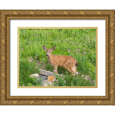 WA-Mount Rainier National Park-Black-tailed deer-fawn-Odocoileus hemionus Gold Ornate Wood Framed Art Print with Double Matting by Wild, Jamie and Judy