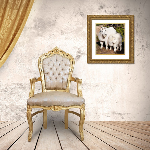 WA-Alpine Lakes Wilderness-mountain goats-nanny and kid Gold Ornate Wood Framed Art Print with Double Matting by Wild, Jamie and Judy