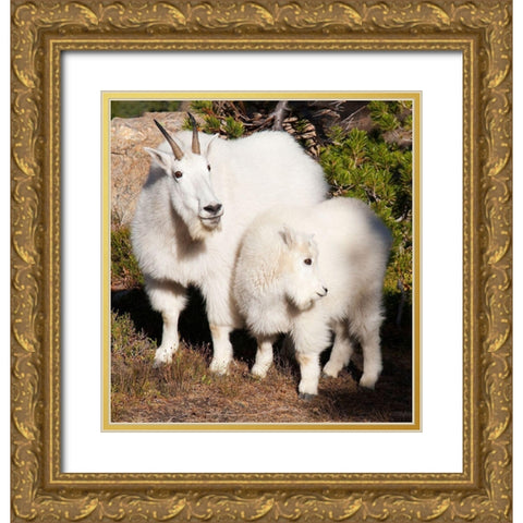 WA-Alpine Lakes Wilderness-mountain goats-nanny and kid Gold Ornate Wood Framed Art Print with Double Matting by Wild, Jamie and Judy